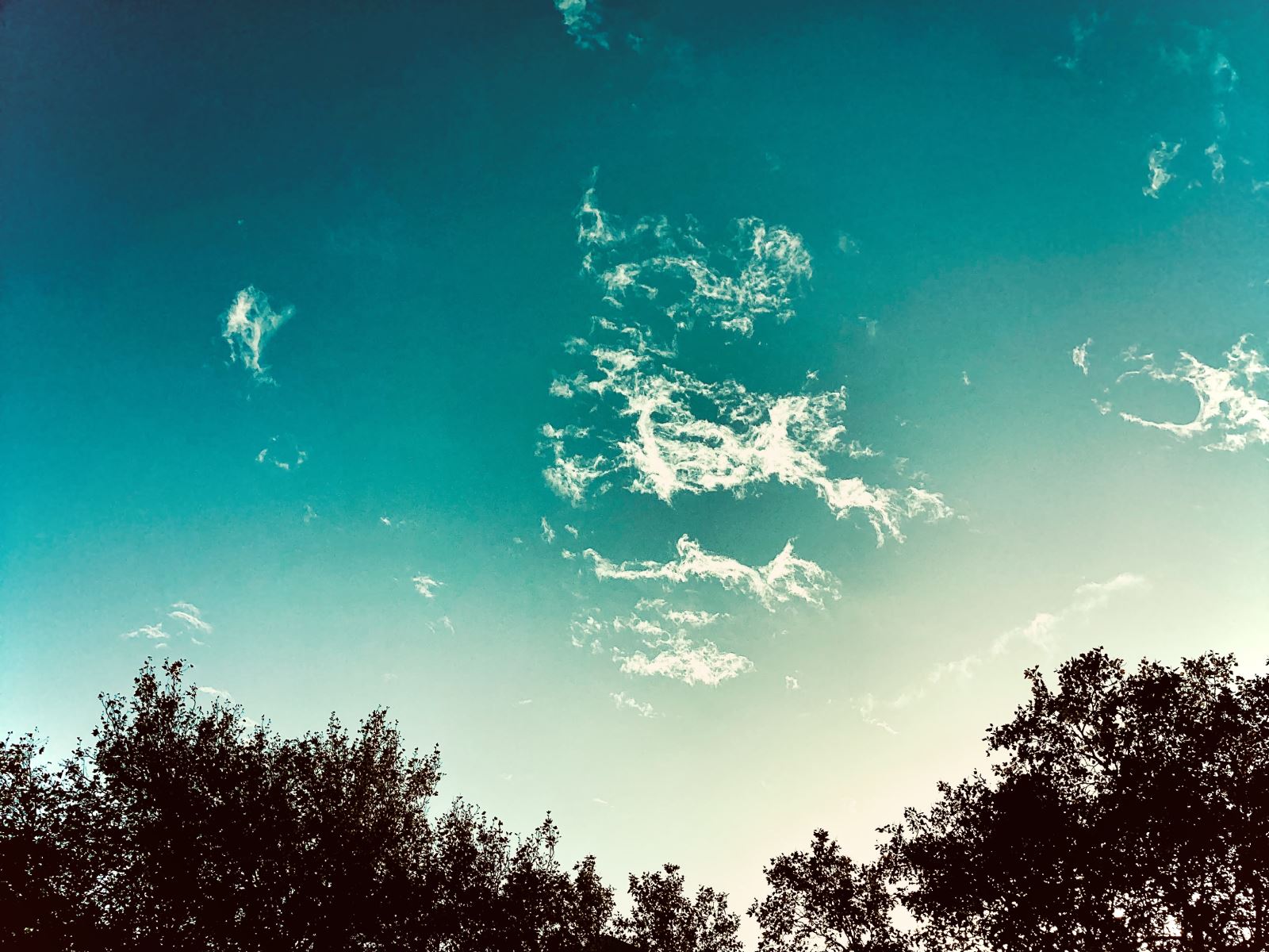 photo of the sky and the tops of a few trees