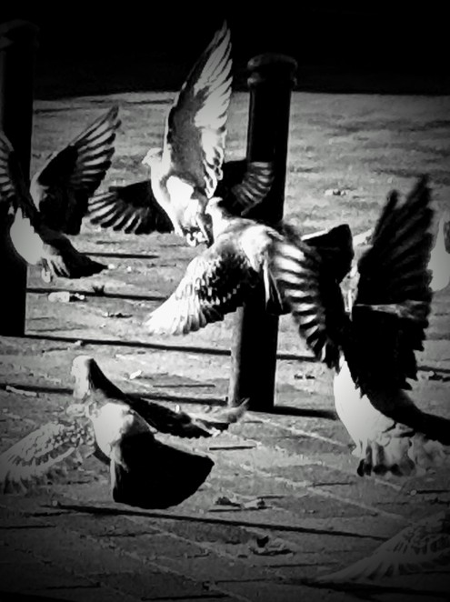 black and white photo of a flock of pidgins taking off
